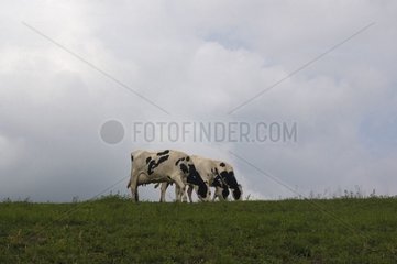 Vaches Prim'Holstein broutant dans un pré Lozère