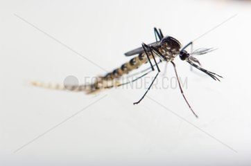 Birth of a male Asian Tiger Mosquito Spain