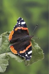 Portrait of a Red Admiral landed on a leaf Orleans