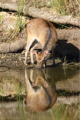 Fawn Sika deer drinking in autumn Great Britain
