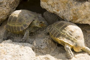 Schildkröten der Steppen westlicher Kasachstan