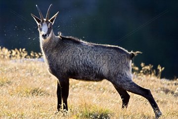 Chamois in Grisons National Park Switzerland
