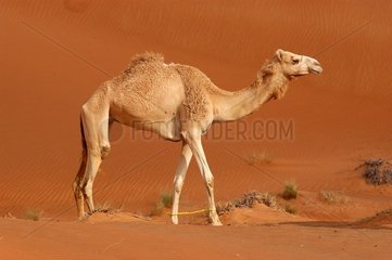 Dromadary in der Wüste der Vereinigten Arabischen Emirate