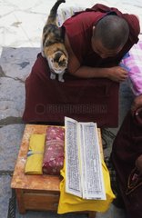 Rinnenkatze neben einem Tibet -Mönch