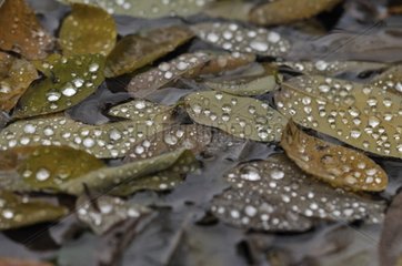 Tote Blätter im Regen