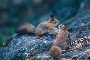 Contact between two russet-red Squirrels [AT]