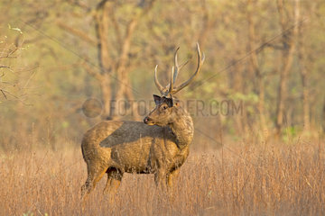 Sambar deer in the savannah - Tadoba Andhari India
