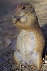Black-tailed prairie dog eating a straw in spring Arizona