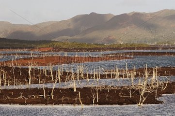 Lac de barrage ayant inondé et tué la forêt