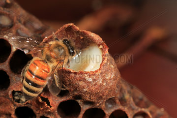 Honey bee (Apis mellifera) - A bee inspects a royal cell filled with royal jelly. Royal jelly is essential for the development of a colony. This secretion mixed with pre-digested pollen is produced by the pharyngeal glands of the young nursing bees. It is an exceptional nutrient allowing bee larvae to grow at a pace with no equivalent in the rest of the animal kingdom.