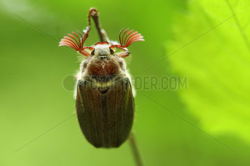 Common cockchafer (Melolontha melolontha)  suspended from a small branch  Alsace  France