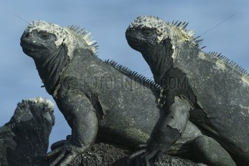 Groupe d'Iguane marin Iles Galapagos Equateur
