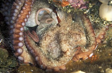 Giant Octopus resting on the bottom of the Pacific Ocean