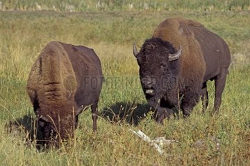 Bison mâle captif en rut mugissant près d'une femelle Canada