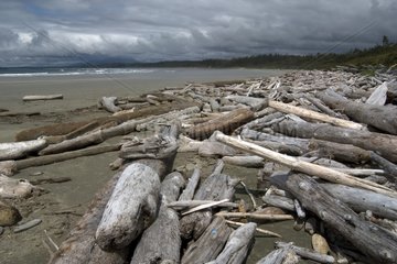 Toter Holz am Ufer von Vancouver Island  Kanada