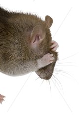 Domestic Rat grooming in studio
