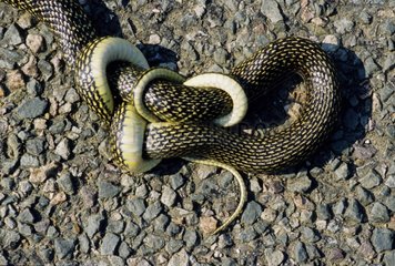 Western whip snake rolled up Doubs France
