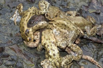 Crapauds mâles tentant de s'accoupler avec une grenouille ro