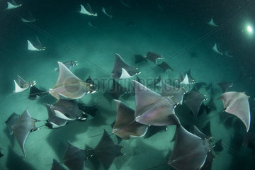 School of Munk's devil ray  pygmy devil ray  (Mobula munkiana)  feeding on plankton at night  Espiritu Santo Island  Sea of Cortez  Baja California  Mexico  East Pacific Ocean