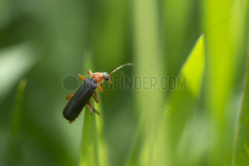 Soldier Beetle (Cantharis lateralis) on blade of grass  Auvergne  France