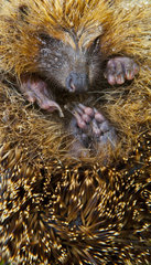 European Hedgehog in ball - Canna Small Islands Hebrides