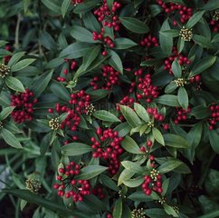 skimmia japonica 'reevesiana' winter berries