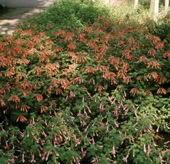 fuchsia - mixed variety ground cover in shade