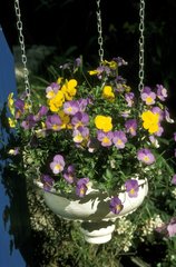 hanging pot with viola spring
