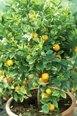 citrus mitis in pot