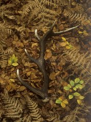 Bois de cerf sur un tapis de feuilles mortes