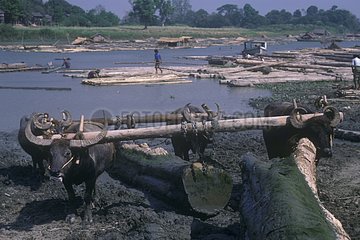 Unloading of the wood of flotation by water buffaloes Burma