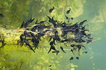 Tadpoles eat aquatic plants Lake of Jura France