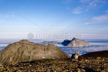 Jeune Renard polaire devant les îles Parker Groenland