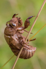 Cicada moult  southern France