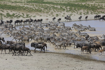 Wildebeests and Zebras out of the water - Serengeti Tanzania