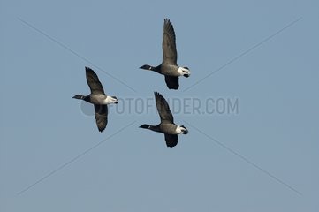 Flight of Pale bellied Brent Goose in Saint Brieuc Bay