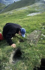 Capture de Marmotte des Alpes pour étude scientifique France
