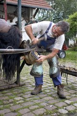 Binding a draught horse Ardennais Soppe le Haut France