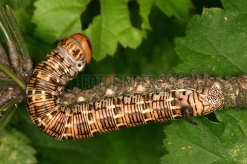 Caterpillar of Pine hawkmoth Saint Ybars Ariège France