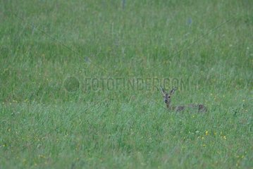 Deer in a meadow female