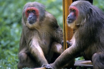 Makaken mit Stumpfschwanz mit einem Spiegel  um ihn Frankreich zu testen