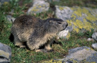 Marmotte des Alpen PN Vanoise Frankreich