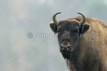 Portrait of European Bison female in winter Germany