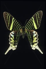 Urania Butterfly French Guyana