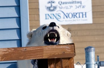 Tête d'Ours polaire sur une balustrade de Resolute Bay