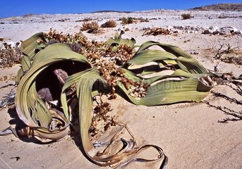 Welwitschia female in the Namib Desert Namibia