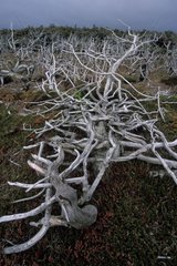 Trees rabougris died on the coast Newfoundland Canada [AT]