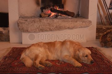Golden retriever couché devant un feu de cheminée