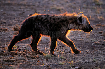 Young Spotted Hyena walking at dusk - Kruger South Africa
