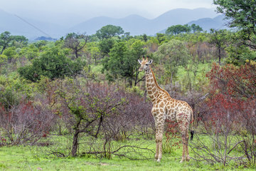 Giraffe (Giraffa camelopardalis) in savanna  Kruger National park  South Africa